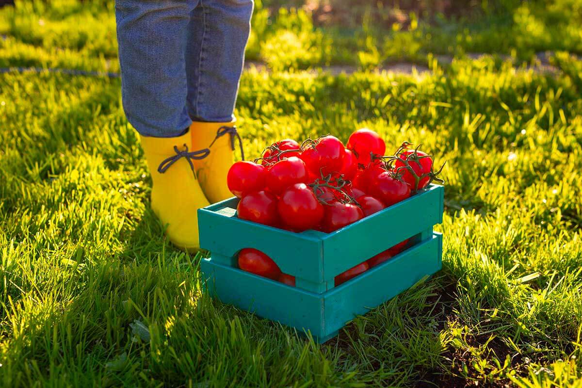 Ferney Agrihub TH!NK