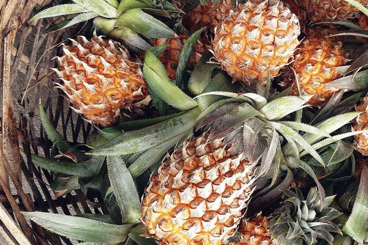 Made In Moris logo MCB Group